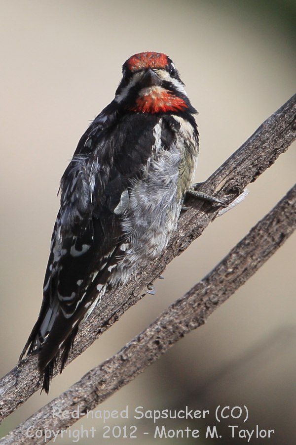Red-naped Sapsucker -summer male- (Colorado)