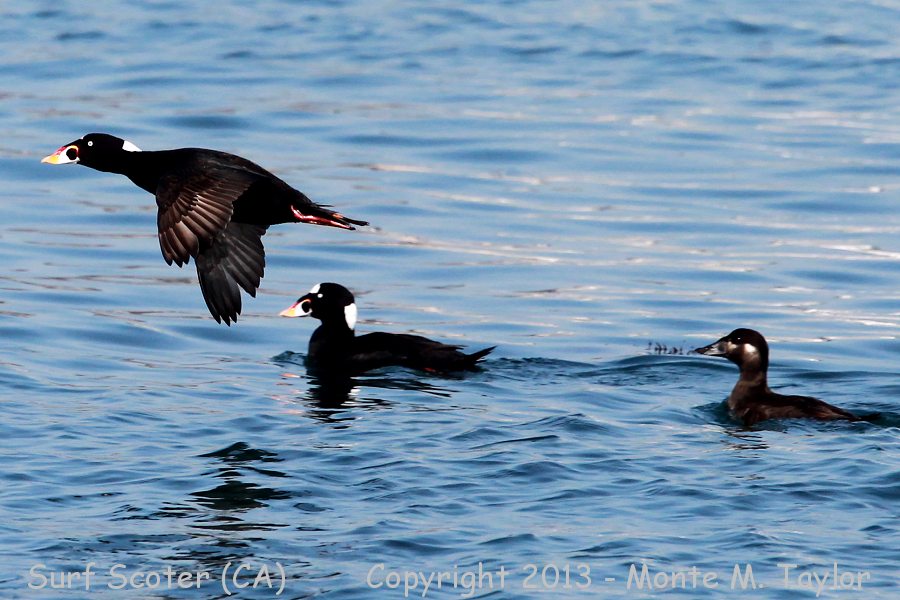 Surf Scoter -spring male and female on right- (California)