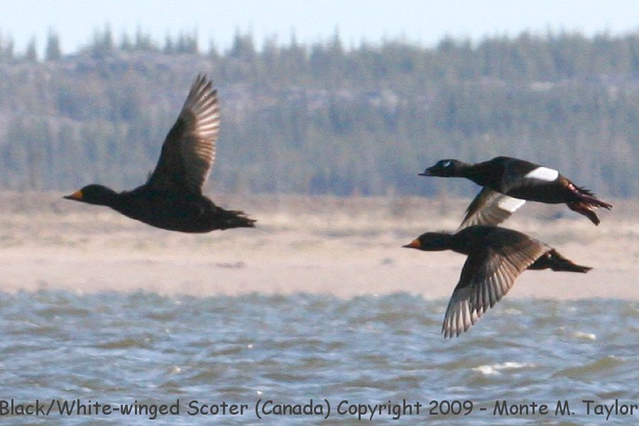 White-winged Scoter -summer top right bird with black scoter (Churchill, Manitoba, Canada)