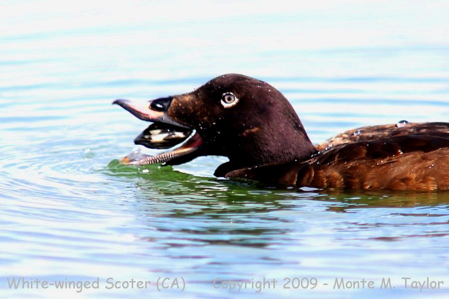 White-winged Scoter -first winter male- (California)