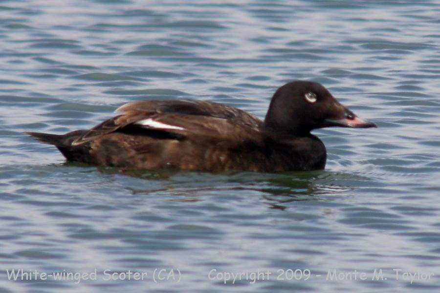 White-winged Scoter -first winter male- (California)
