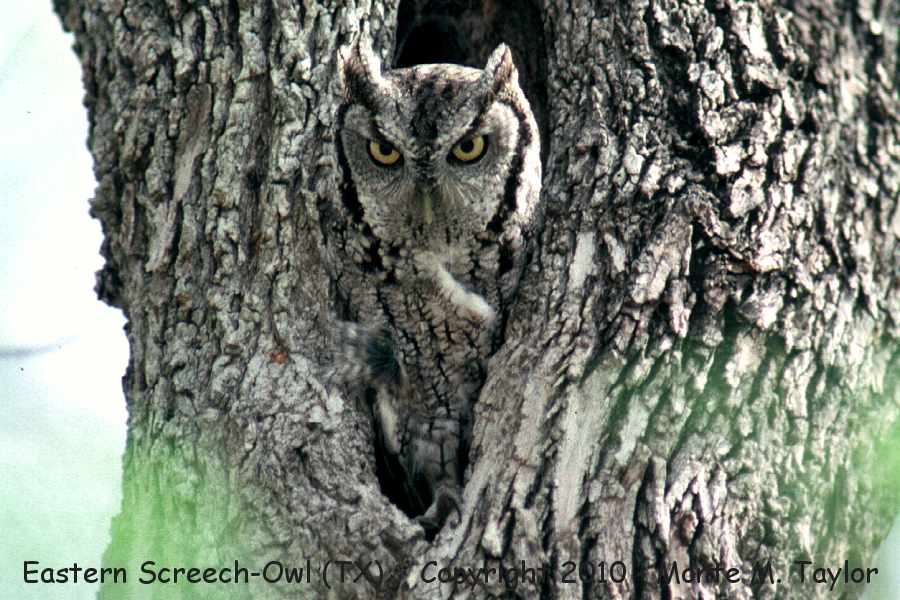 Eastern Screech-Owl -spring- (Texas)