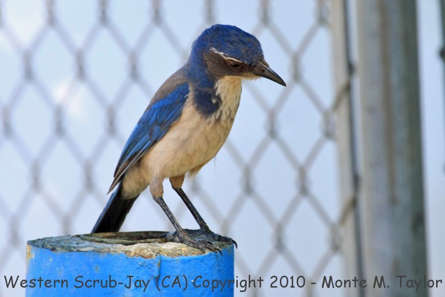 California Scrub-Jay -spring- (California)
