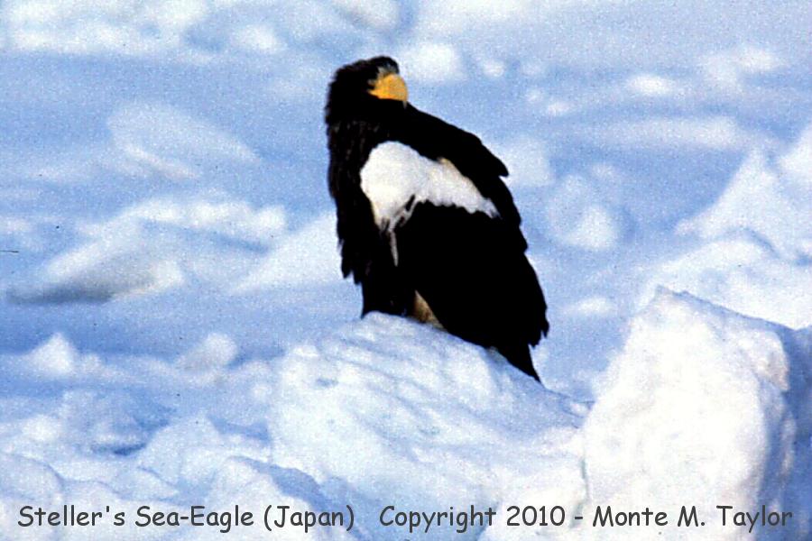 Steller's Sea Eagle -winter- (Sea of Okhotsk, Hokkaido, Japan)
