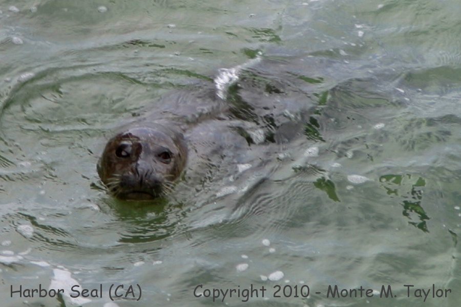 Harbor Seal -winter- (California)