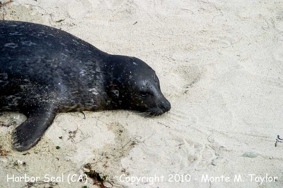 Harbor Seal -winter- (California)