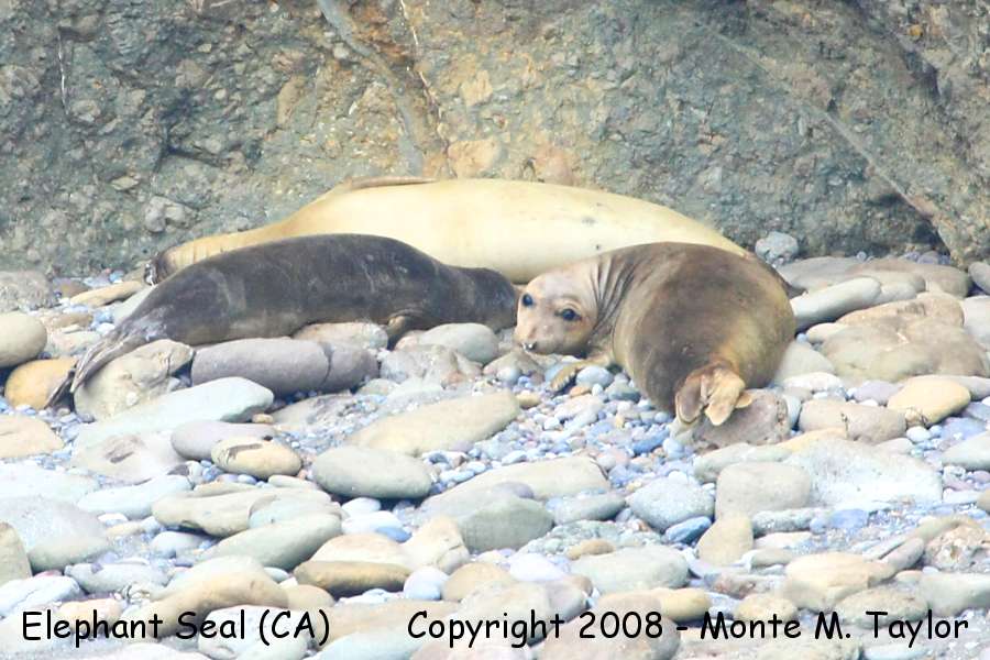 Northern Elephant Seal -spring- (California)