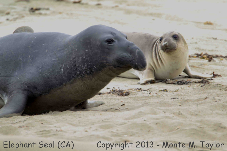 Northern Elephant Seal -summer- (California)
