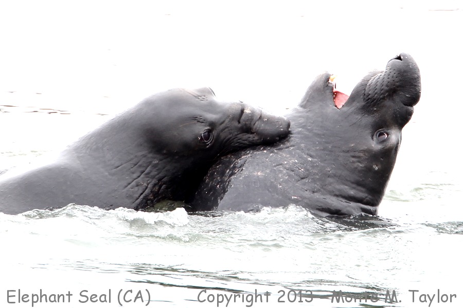 Northern Elephant Seal -summer- (California)