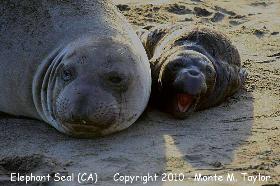 Northern Elephant Seal -winter with pup- (California)