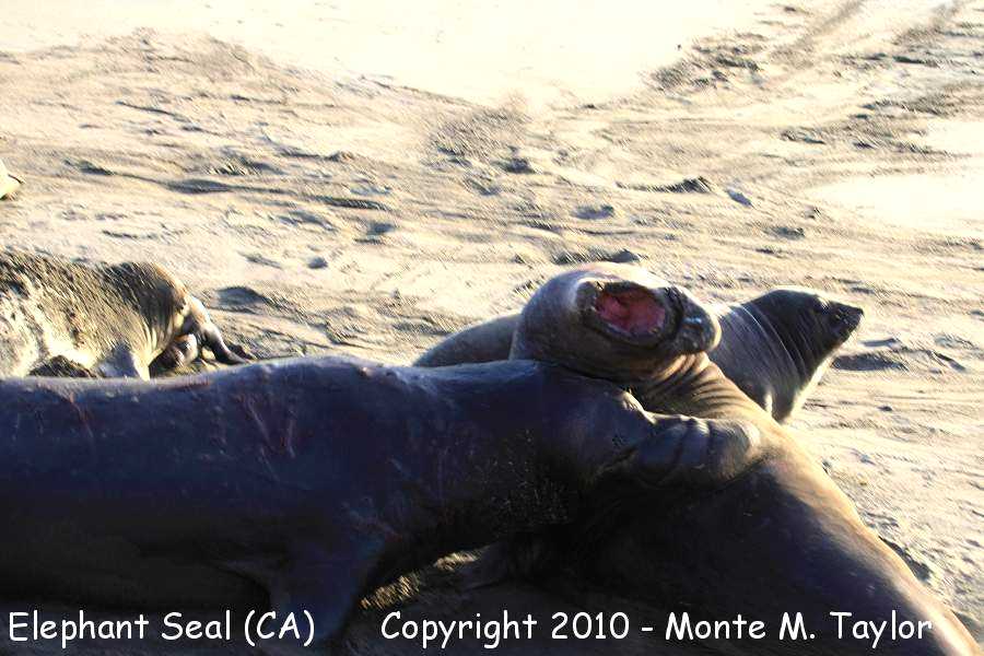 Northern Elephant Seal -winter- (California)