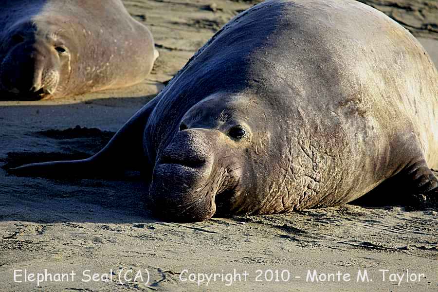 Northern Elephant Seal -winter- (California)