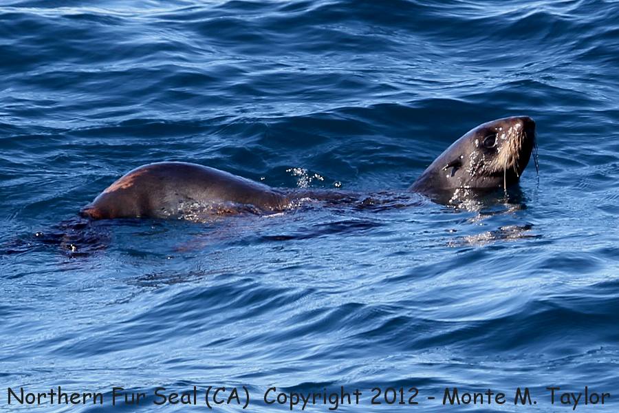 Northern Fur Seal -fall- (California)