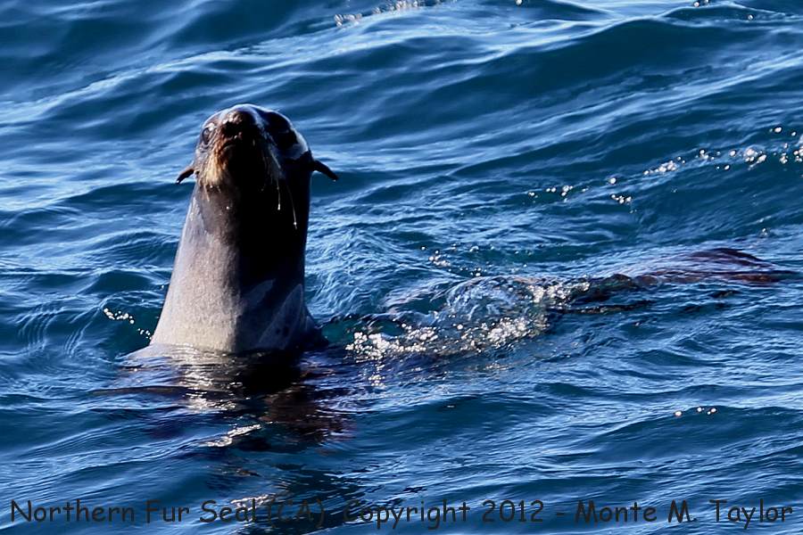 Northern Fur Seal -fall- (California)