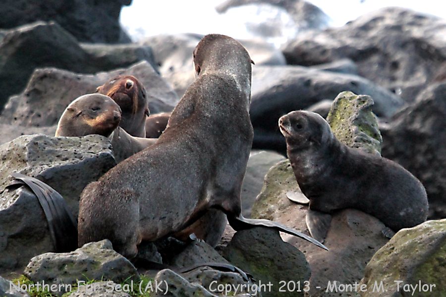 Northern Fur Seal -fall- (St Paul Island, Pribilofs, Alaska)