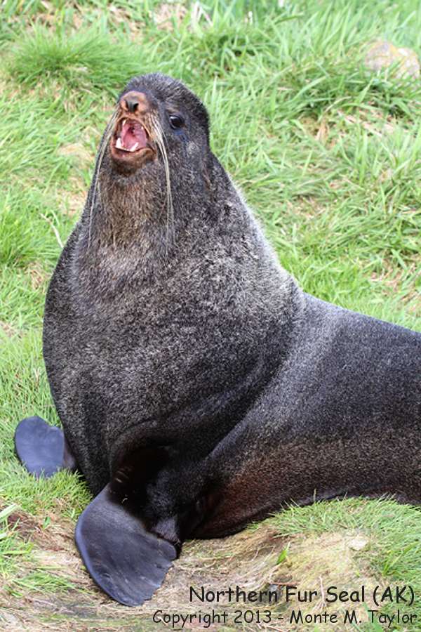 Northern Fur Seal -summer male- (Saint Paul Island, Pribilofs, Alaska)
