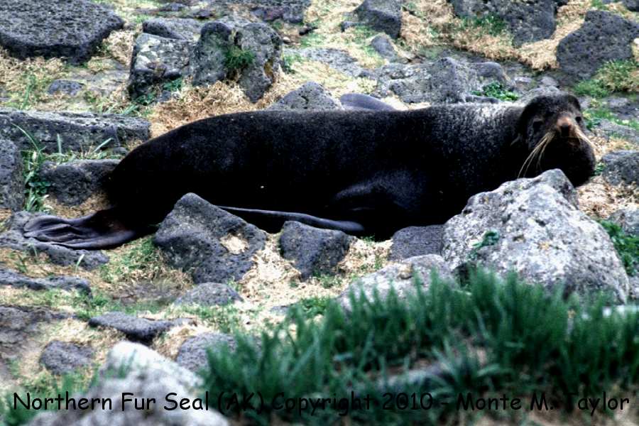 Northern Fur Seal -spring- (Saint Paul Island, Pribilofs, Alaska)