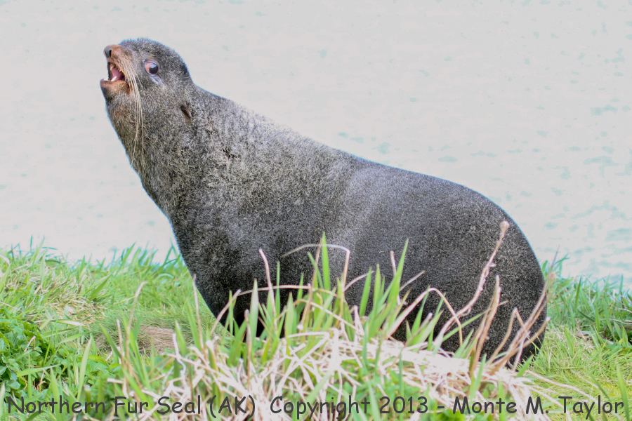 Northern Fur Seal -summer male- (Saint Paul Island, Pribilofs, Alaska)