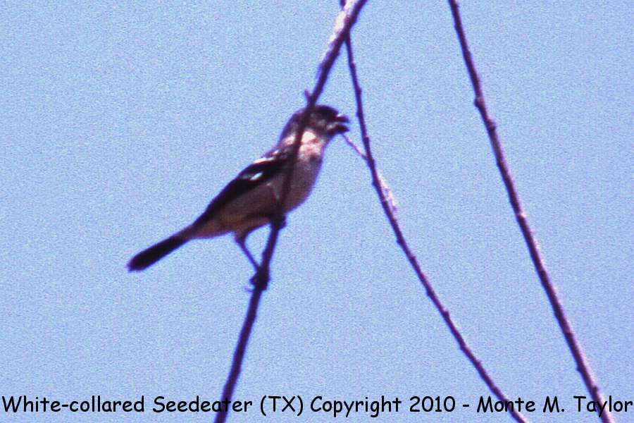 Morelet's Seedeater -spring male- (Texas)