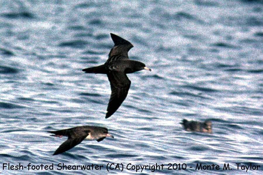 Flesh-footed Shearwater -winter w/ Pink-footed Shearwater below left- (California)