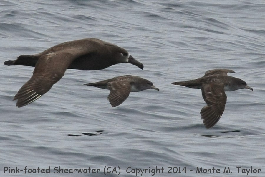 Pink-footed Shearwarer (with Black-footed Albatross) -spring-- (California)