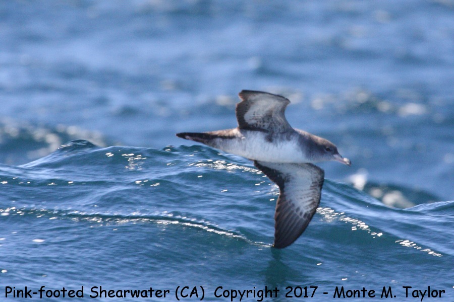 Pink-footed Shearwater -fall- (California)