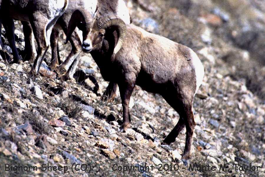 Bighorn Sheep -winter male buck- (Colorado)
