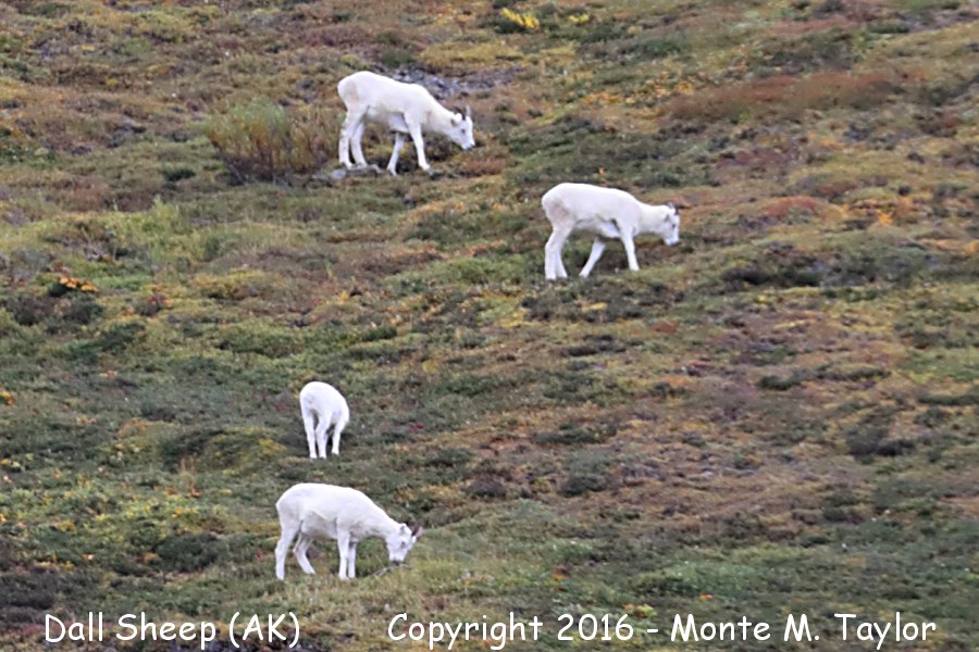 Dall Sheep -summer- (Denali National Park, Alaska)