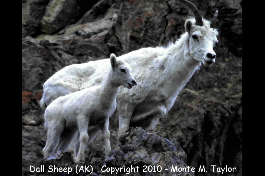 Dall Sheep -spring adult with calf- (Denali National Park, Alaska)