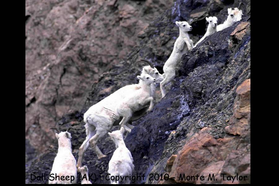 Dall Sheep -spring adults with calves- (Denali National Park, Alaska)