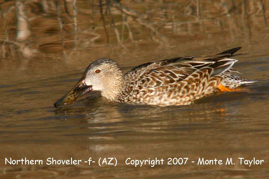 Northern Shoveler -winter female- (Arizona)