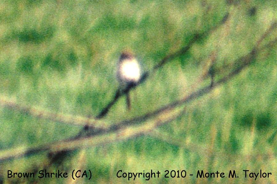 Brown Shrike -Mar 7th, 1987- (Point Reyes, California) L. c. cristatus/L. c. confusus group