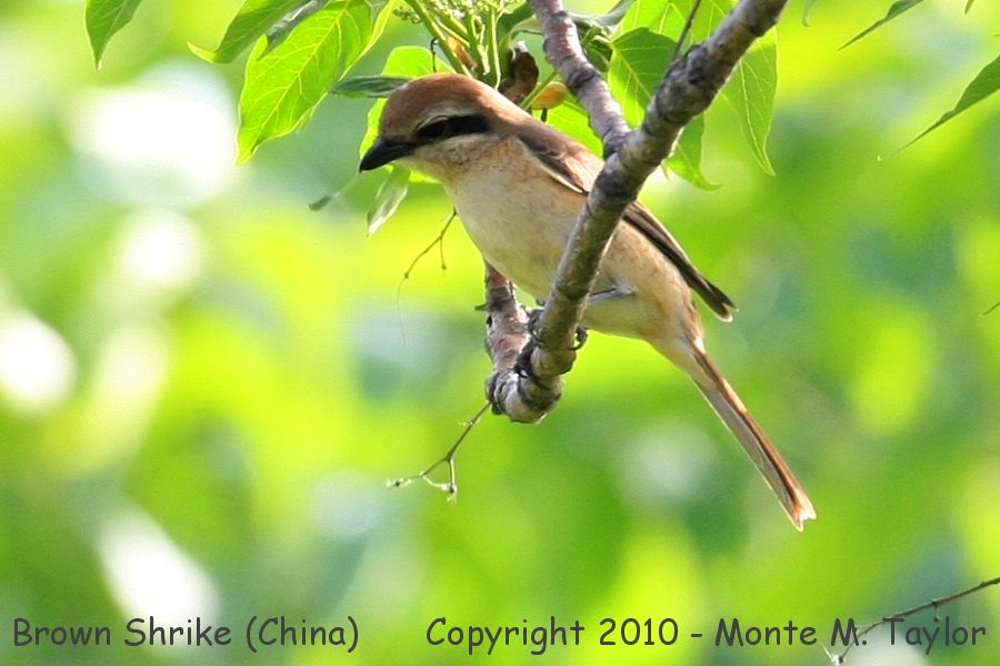 Brown Shrike -spring- (Tianjin, China)