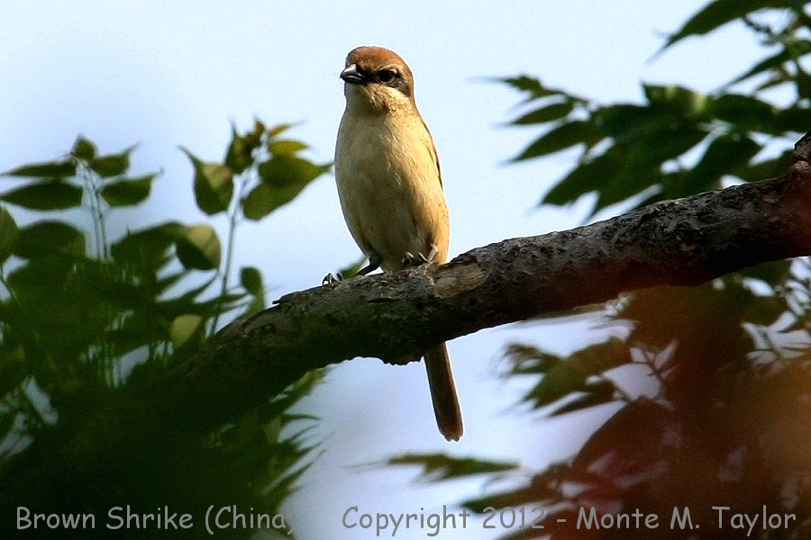 Brown Shrike -spring- (Tianjin, China)