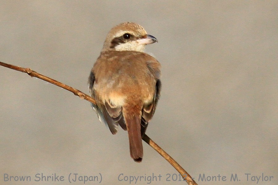 Brown Shrike -winter- (Japan)