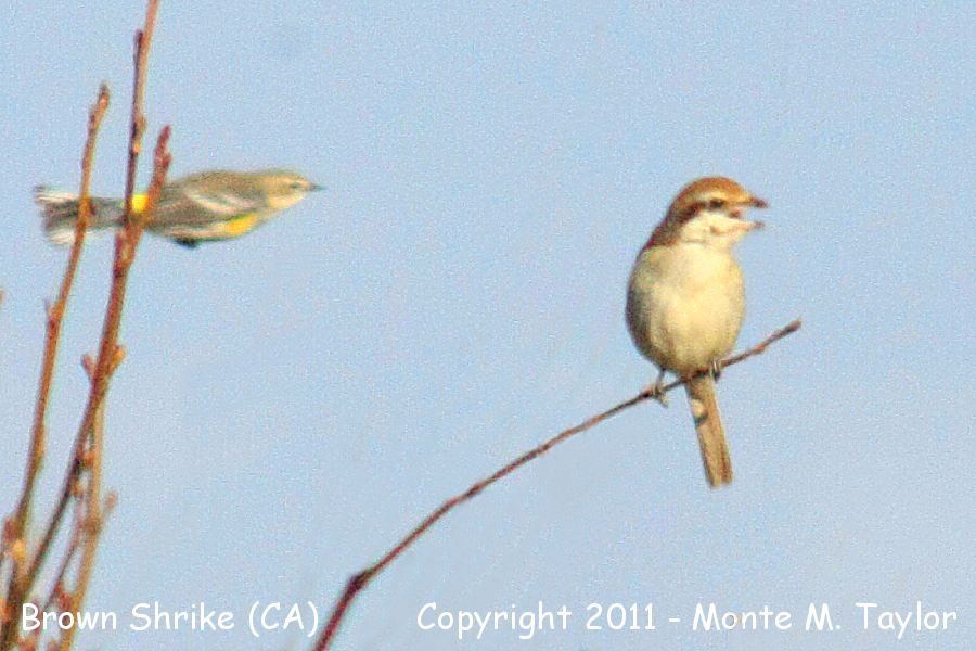 Brown Shrike -Feb 3rd, 2011- (McKinleyville, California) - Yellow-rumped Warbler luckily escapes!