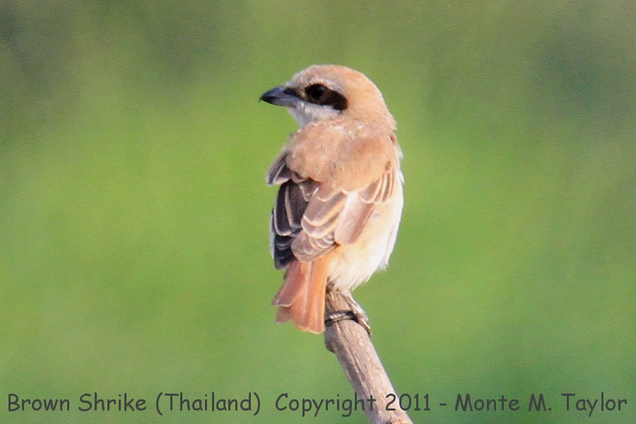 Brown Shrike -winter- (Petchaburi, Thailand)
