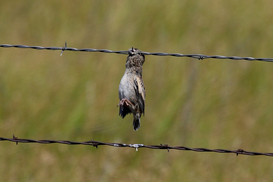 Shrike "kill" of a female Lark Bunting -summer- (South Dakota)