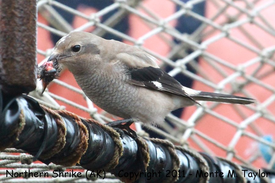 Northern Shrike -Oct 2nd, 2011 devouring Rosy-Finch- (St. Paul Island, Pribilofs, Alaska)
