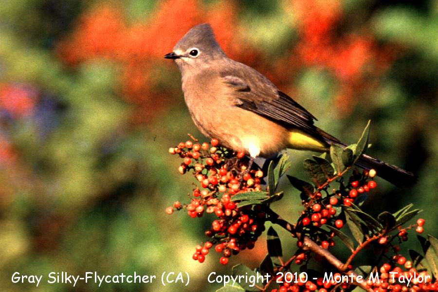 Gray Silky-Flycatcher -Mar 12th, 1994 / probable escape?- (Poway, California)