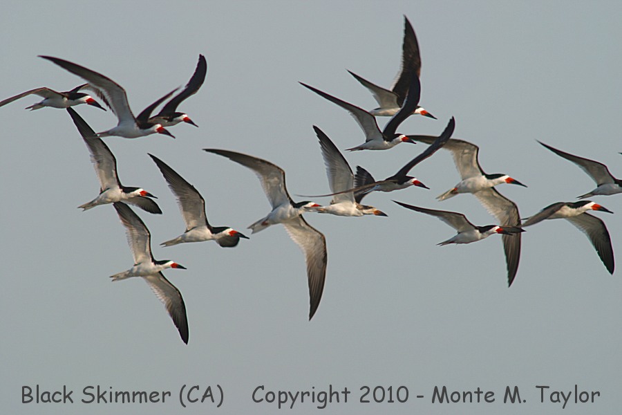 Black Skimmer flock -summer- (California)