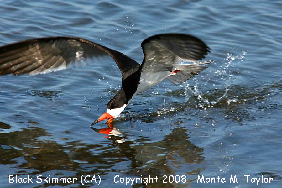 Black Skimmer -spring- (California)