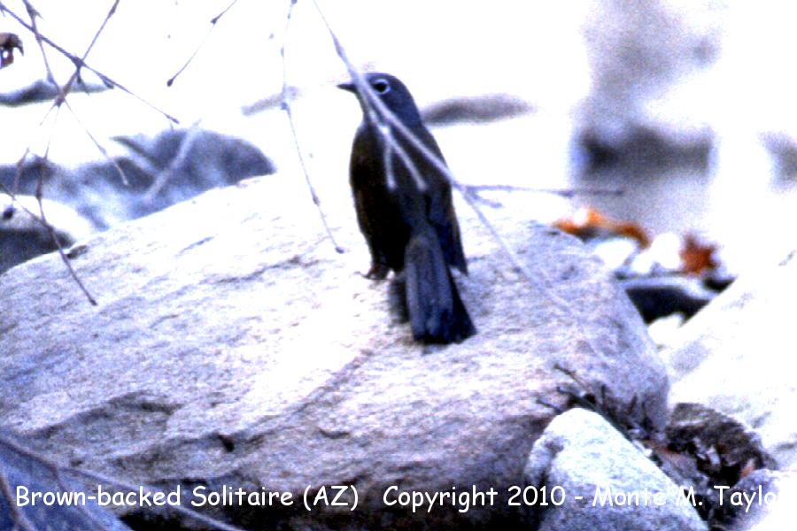 Brown-backed Solitaire -Oct 4th, 1996 (lower Madera Canyon, Arizona)