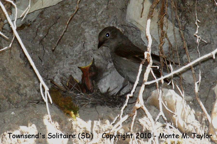 Townsend's Solitaire -summer nestlings- (South Dakota)