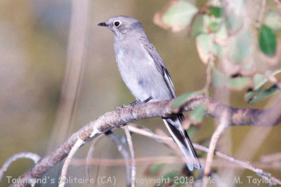 Townsend's Solitaire -fall- (California)