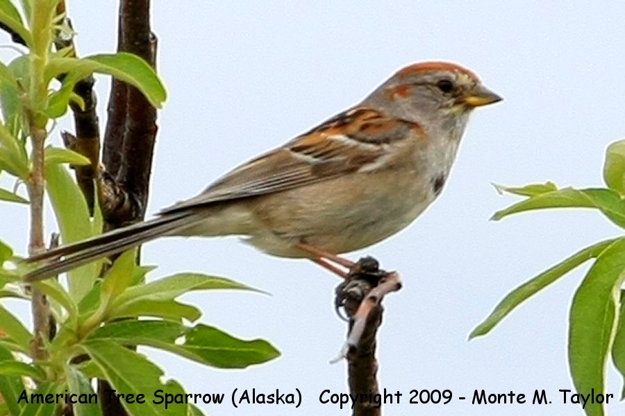 American Tree Sparrow -spring- (Alaska)
