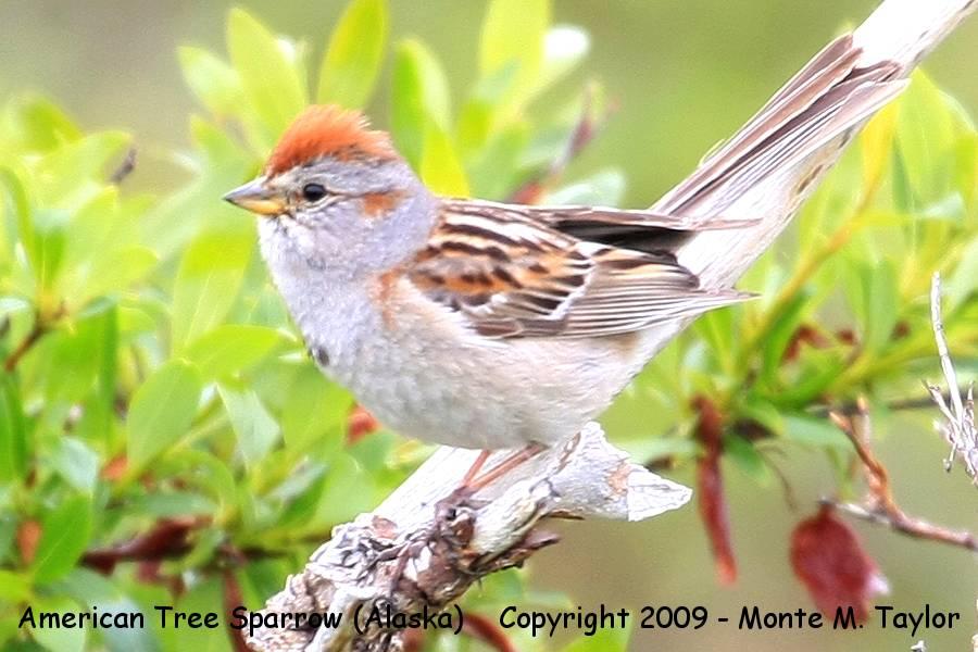 American Tree Sparrow -spring- (Alaska)