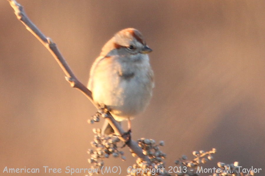 American Tree Sparrow -winter- (Missouri)