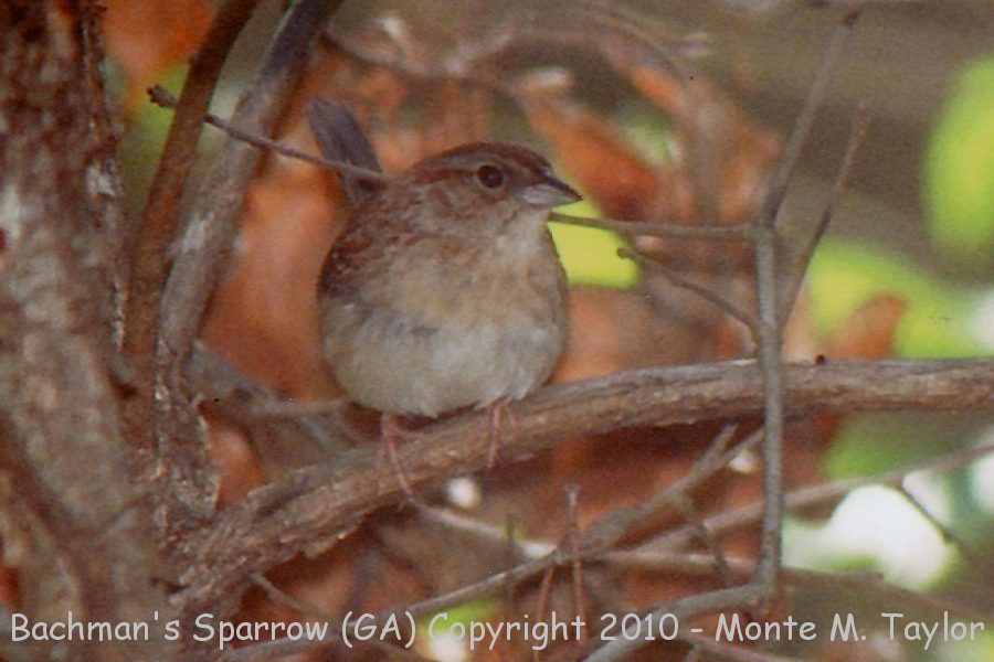 Bachman's Sparrow -spring- (Georgia)