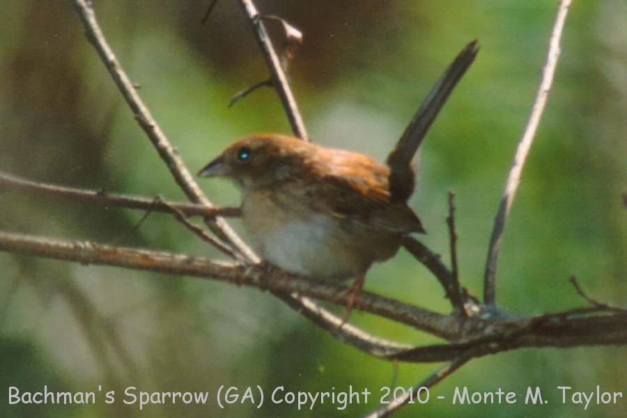 Bachman's Sparrow -spring- (Georgia)